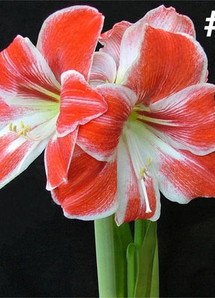 50pcs Hippeastrum Rutilum Seeds Bonsai Home Garden Balcony Plants