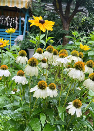 Coneflower Seeds (Echinacea)