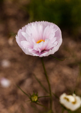 COSMOS CUPCAKE BLUSH FLOWER SEEDS