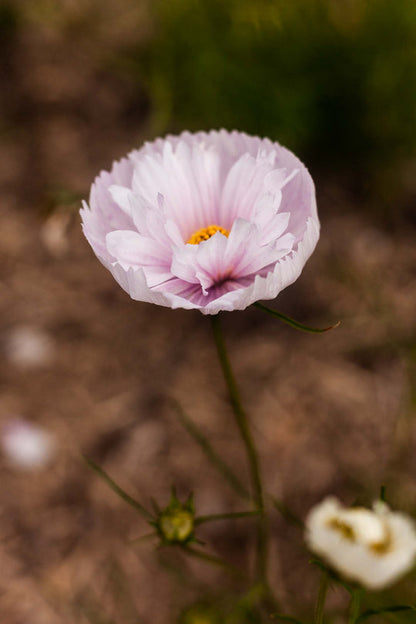 COSMOS CUPCAKE BLUSH FLOWER SEEDS