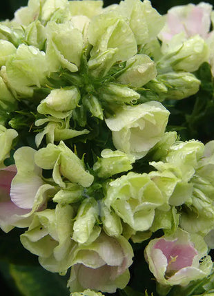 Phlox Beauty Mixed Color - Flower Seeds