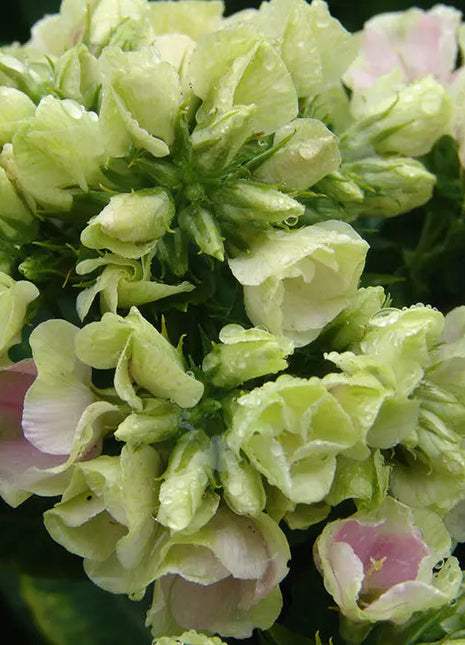 Phlox Beauty Mixed Color - Flower Seeds