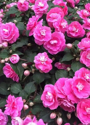 Double Impatiens Seeds - A Symphony of Petals in Nature's Garden