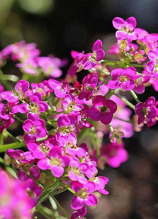 Alyssum Rosie O Day - Flower Seeds