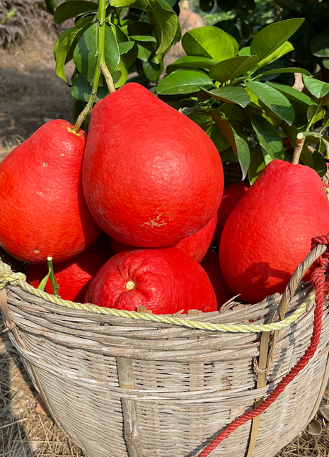 Perfume Red Pomelos Seeds