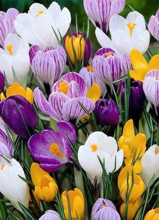 CROCUS BULBS - LARGE FLOWERING MIX