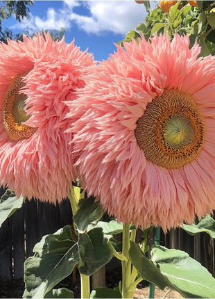 Giant Teddy Bear Sunflower Seeds