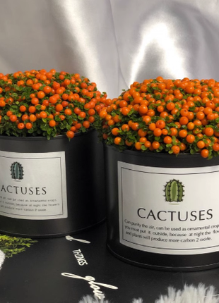 Pearl Orange Succulent Potted Plant