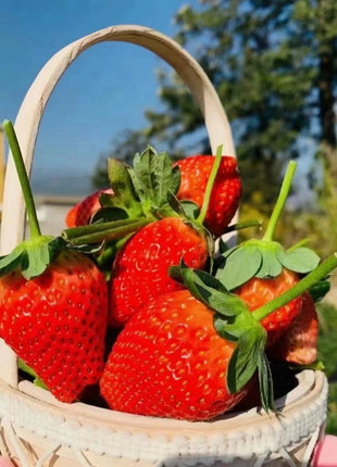 Strawberry Cream Seeds