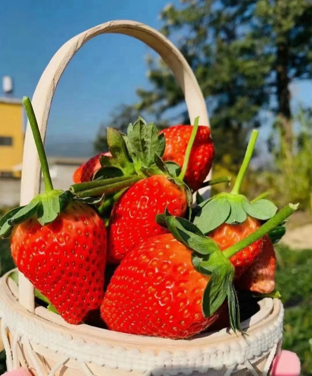 Strawberry Cream Seeds
