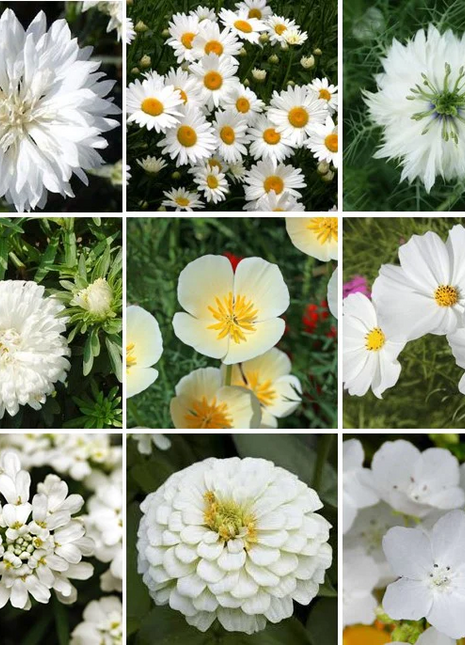 Cloud 9 - White Flower Seed Mix