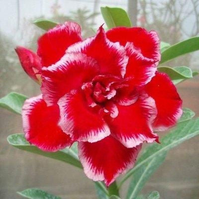 2 Pcs Rainbow Desert Rose Seeds