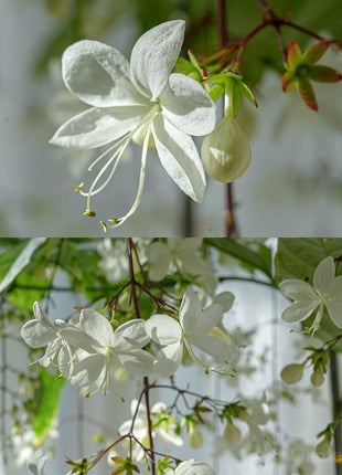 🌼Weeping Jasmine Seeds - White Jade Butterfly