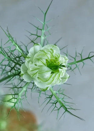 💚Green Nigella