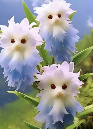 Amazing plants! Cat's eye dazzle Series