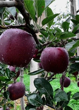 Rare Black Diamond Apple Seeds