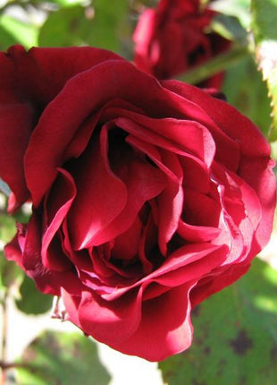 Explosion Climbing Rose Garden Seeds
