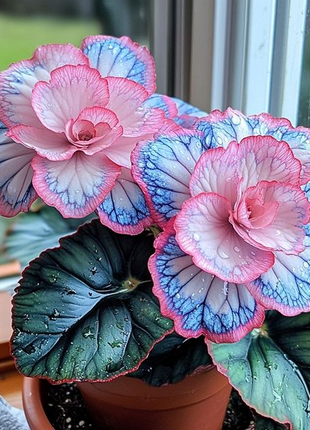 Beautiful Begonia Blooms（Pink & Blue）