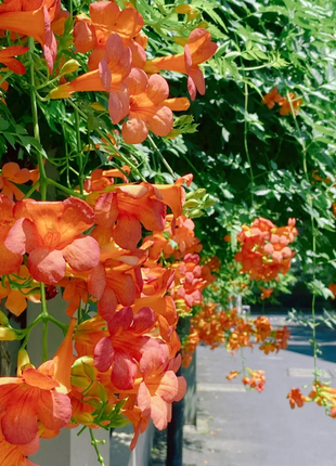 🧡Campsis Creeper - The First Choice In Summer
