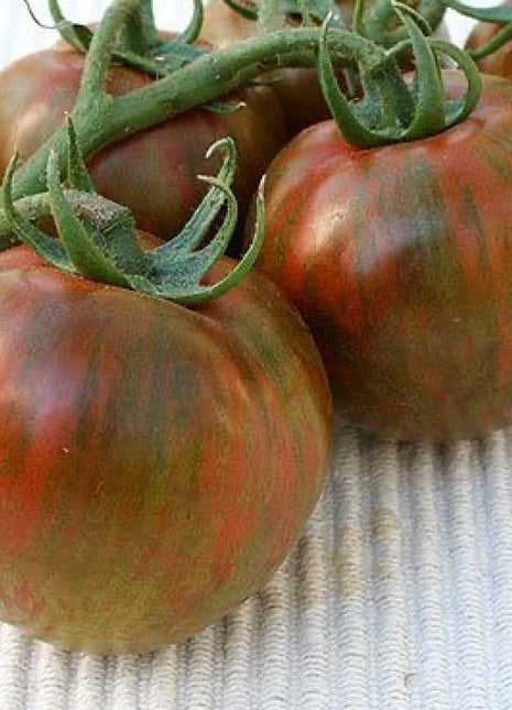 Rare Organic Vegetable Tomato Seeds "Black Zebra" (Lycopersicon esculentum Mill)