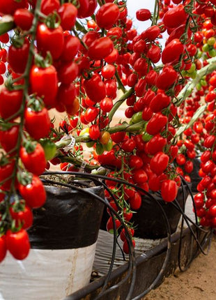 Waterfall Tomato Seeds