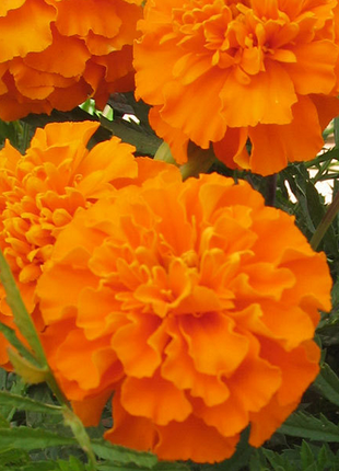 French Marigold Seeds - mixed colors - a great companion for the vegetable garden