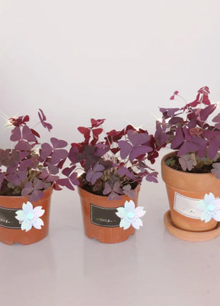 💜Purple Luck Oxalis Bulbs