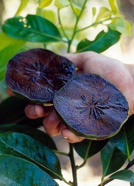 Black Sapote Seeds