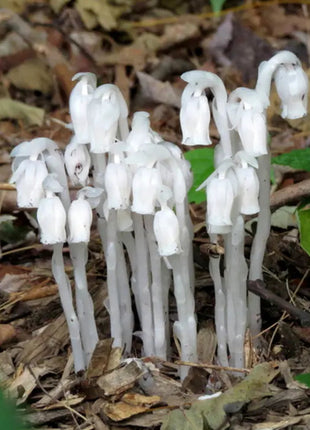 100 pcs Indian Pipe Monotropa Uniflora Seeds