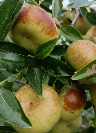 Flat Chinese Dates Seeds