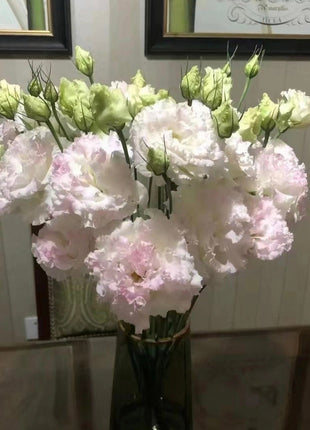 Eustoma-Ice cream Curls-Graceful Elegance in Every Petal