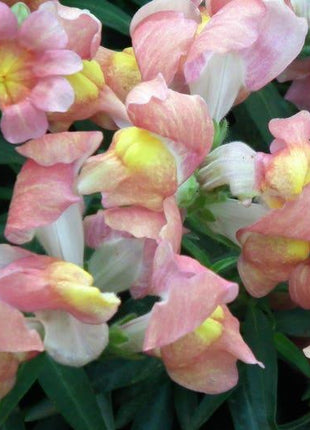 APPLE BLOSSOM SNAPDRAGON Antirrhinum Majus Appleblossom Pink Coral White Yellow Flower Seeds