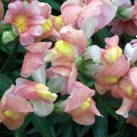 APPLE BLOSSOM SNAPDRAGON Antirrhinum Majus Appleblossom Pink Coral White Yellow Flower Seeds