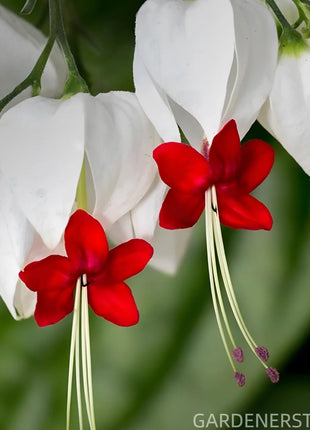 🌼Bleeding Heart Vine Pot Seeds