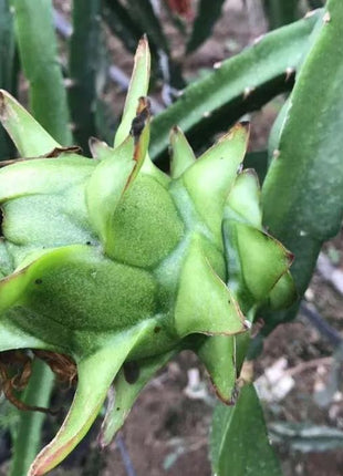 Multi-colored Dragon Fruit Seeds