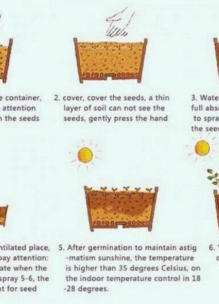 50Pcs Rare Chocolate Flowers Seeds Cosmos Bonsai