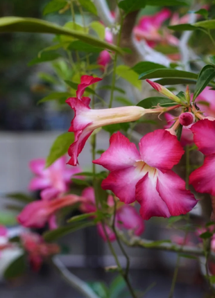 Pink Lady🌺Desert Rose Seeds