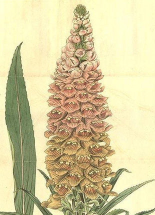 RUSTY FOXGLOVE Hummingbird Flower Digitalis Ferruginea Yellow Herald Seeds