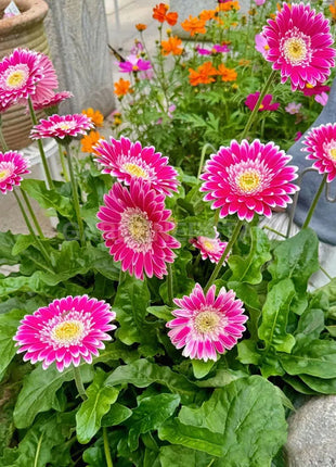 Mixed Gerbera Flower Seeds