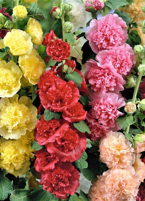 Double Hollyhock Seeds
