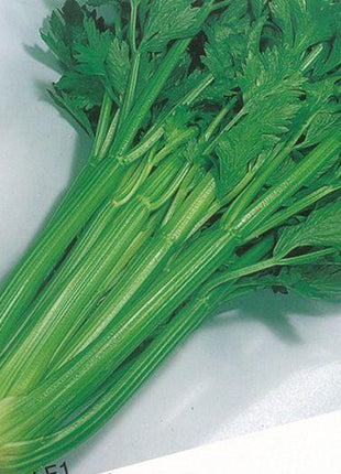 Celery Tango Organic