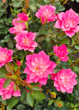 Miniature Rosa Chinensis-Sky Lotus Stars🌺