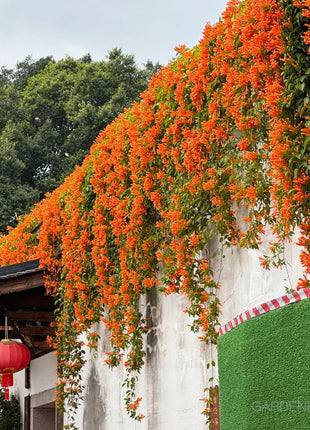 🏵️Pyrostegia Venusta Climing Flower Seeds