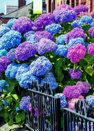 20 pcs/Pack Hydrangea Seed Bonsai Flower Seeds Hydrangea Perennial Garden Home