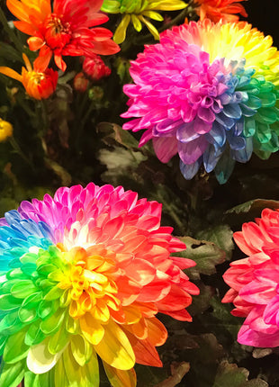 Rare Rainbow Chrysanthemum  Garden Mums Seeds