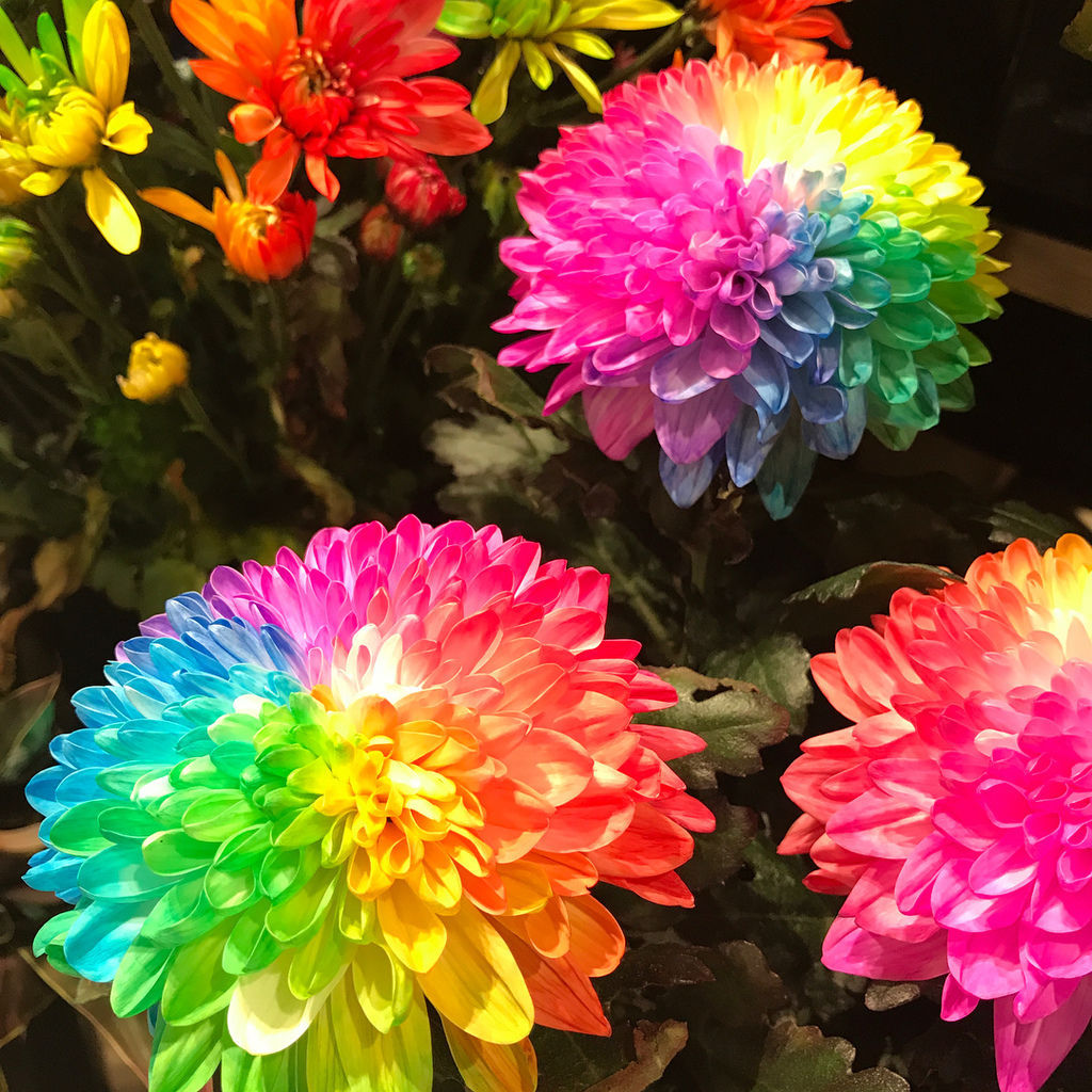 Rare Rainbow Chrysanthemum  Garden Mums Seeds