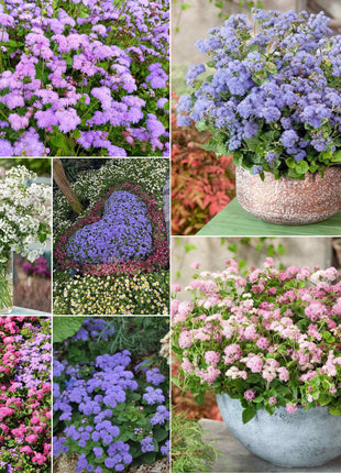 Ageratum Seeds—Heirloom Seed