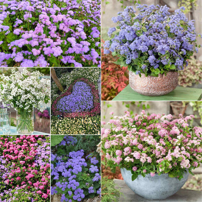 Ageratum Seeds—Heirloom Seed