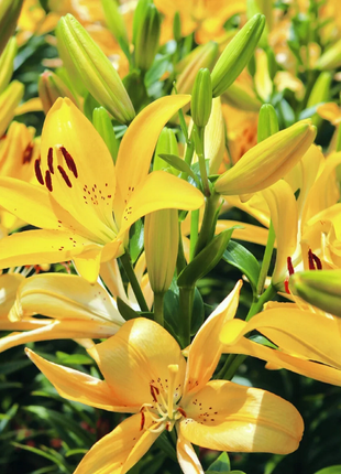 Multicolor Lily Seeds