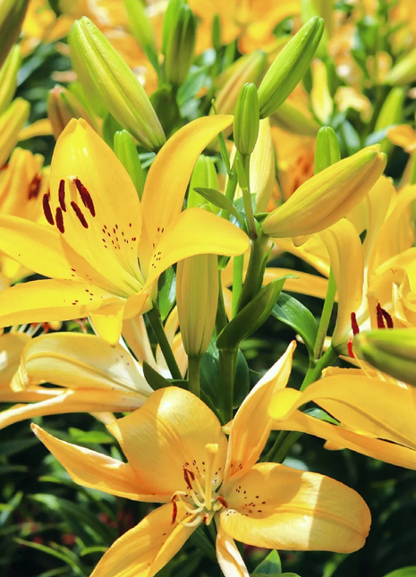 Multicolor Lily Seeds